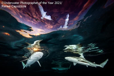Лучшие подводные фото 2021 года перенесут тебя во впечатляющий мир водных жителей - фото 506444