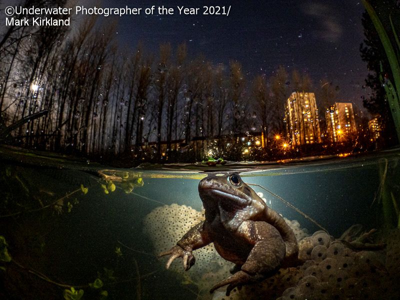 Лучшие подводные фото 2021 года перенесут тебя во впечатляющий мир водных жителей - 506446 Лучшие подводные фото 2021 года перенесут тебя во впечатляющий мир водных жителей - фото 506446