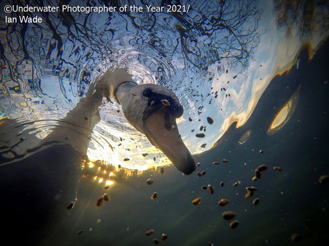 Найкращі підводні фото 2021 року перенесуть тебе у вражаючий світ водяних жителів - фото 506456