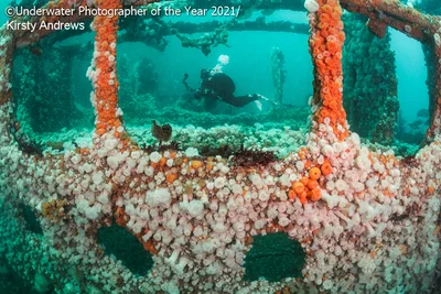 Лучшие подводные фото 2021 года перенесут тебя во впечатляющий мир водных жителей - фото 506457