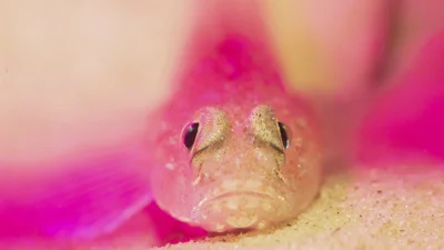 Лучшие подводные фото 2021 года перенесут тебя во впечатляющий мир водных жителей