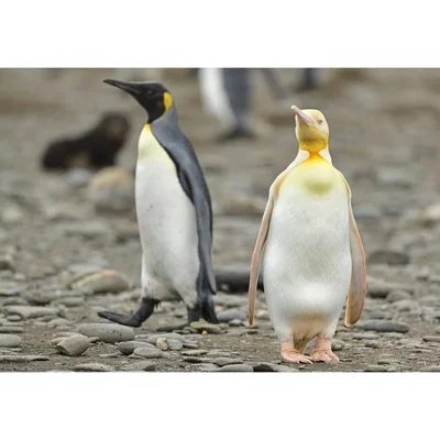 Унікальне створіння: з'явились перші в історії фото жовтого пінгвіна - фото 507143