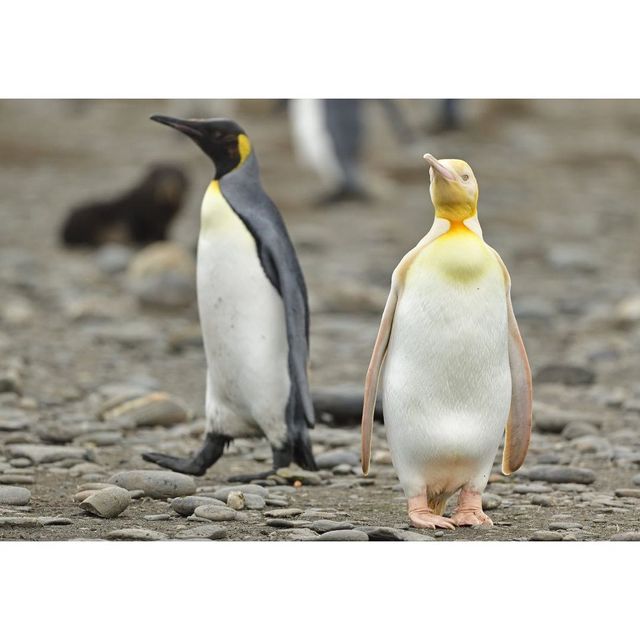 Уникальное создание: появились первые в истории фото желтого пингвина - фото 507143