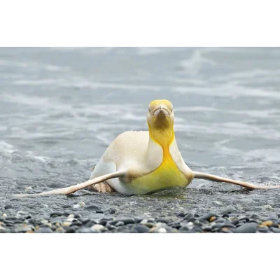 Унікальне створіння: з'явились перші в історії фото жовтого пінгвіна - фото 507144