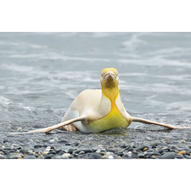 Уникальное создание: появились первые в истории фото желтого пингвина - фото 507144