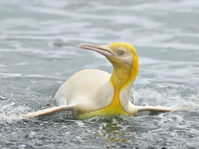 Унікальне створіння: з'явились перші в історії фото жовтого пінгвіна - фото 507145