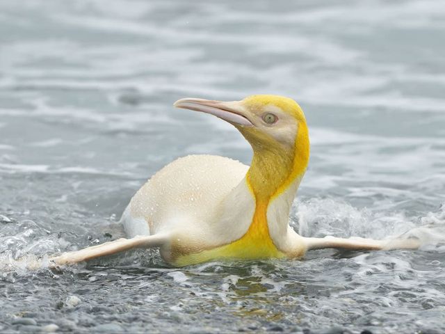 Уникальное создание: появились первые в истории фото желтого пингвина - фото 507145