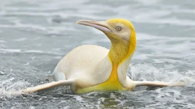 Уникальное создание: появились первые в истории фото желтого пингвина