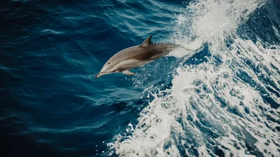 Ученые говорят, что у дельфинов и людей есть общие черты характера