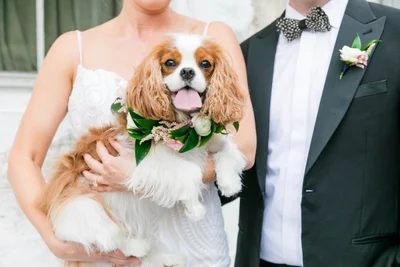 Собаки на весіллях такі потішні, що їм присвятили цілий фотоконкурс - ось переможці 2021 - фото 507400