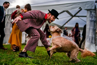 Собаки на весіллях такі потішні, що їм присвятили цілий фотоконкурс - ось переможці 2021 - фото 507401
