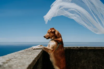 Собаки на свадьбах такие забавные, что им посвятили фотоконкурс - вот победители 2021 - фото 507402