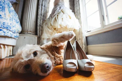 Собаки на весіллях такі потішні, що їм присвятили цілий фотоконкурс - ось переможці 2021 - фото 507405