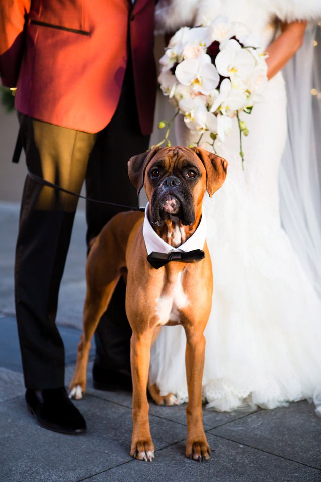 Собаки на свадьбах такие забавные, что им посвятили фотоконкурс - вот победители 2021 - фото 507406