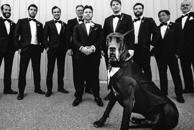 Собаки на весіллях такі потішні, що їм присвятили цілий фотоконкурс - ось переможці 2021 - фото 507411