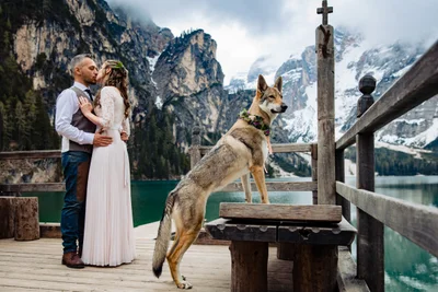 Собаки на свадьбах такие забавные, что им посвятили фотоконкурс - вот победители 2021 - фото 507417