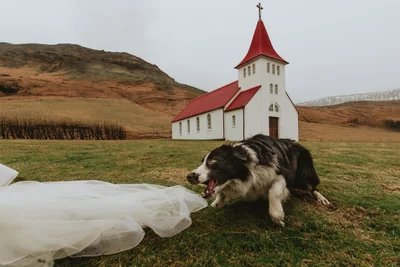 Собаки на свадьбах такие забавные, что им посвятили фотоконкурс - вот победители 2021 - фото 507418
