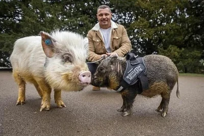 Мужчина ежедневно выгуливал домашних свиней и стал звездой своего города - фото 509029
