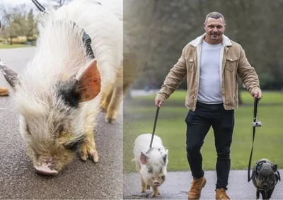 Мужчина ежедневно выгуливал домашних свиней и стал звездой своего города - фото 509030