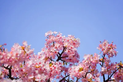 Весняне натхнення: в Японії зацвіла сакура - фото 509290