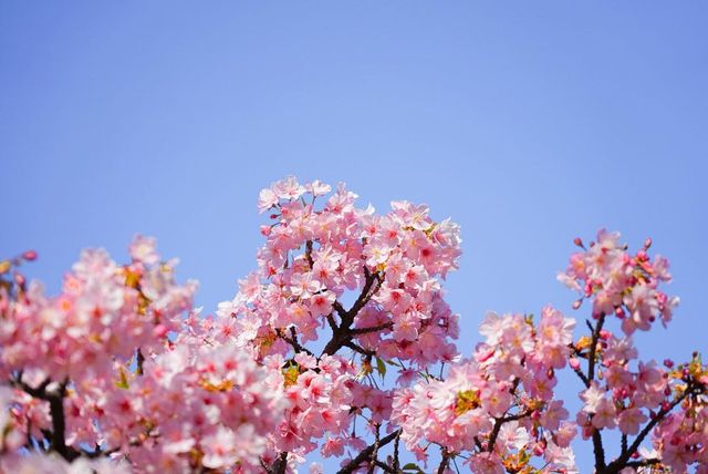 Весеннее вдохновение: в Японии зацвела сакура - фото 509304