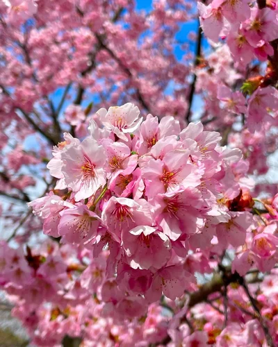 Весняне натхнення: в Японії зацвіла сакура - фото 509291