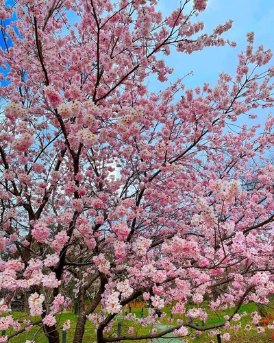 Весняне натхнення: в Японії зацвіла сакура - фото 509292