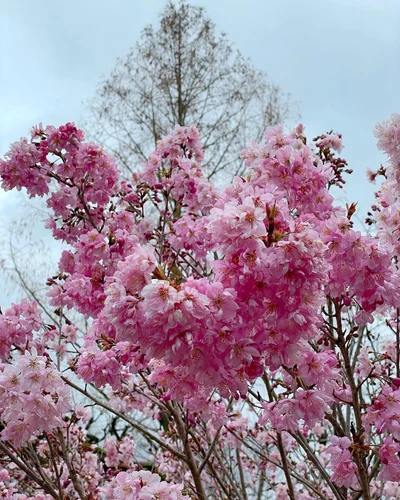 Весняне натхнення: в Японії зацвіла сакура - фото 509293