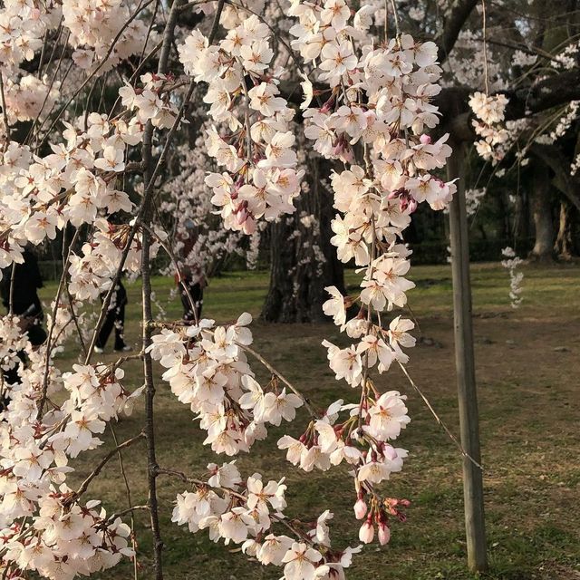 Весеннее вдохновение: в Японии зацвела сакура - фото 509309