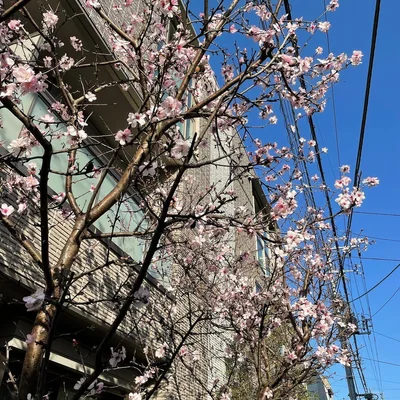 Весняне натхнення: в Японії зацвіла сакура - фото 509296