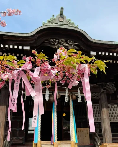 Весняне натхнення: в Японії зацвіла сакура - фото 509297