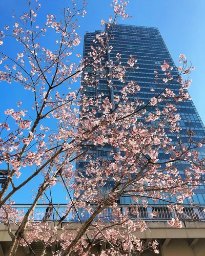 Весняне натхнення: в Японії зацвіла сакура - фото 509298