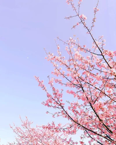 Весеннее вдохновение: в Японии зацвела сакура - фото 509313