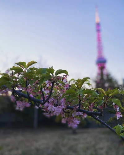 Весняне натхнення: в Японії зацвіла сакура - фото 509300