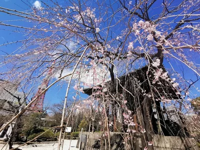 Весняне натхнення: в Японії зацвіла сакура - фото 509301