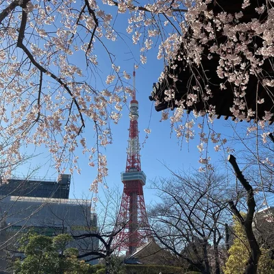 Весняне натхнення: в Японії зацвіла сакура - фото 509302