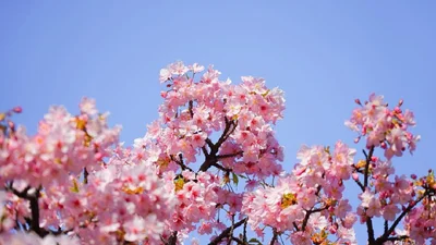 Весняне натхнення: в Японії зацвіла сакура