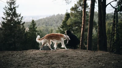 Сеть покорил пес с длинной мордой, который похож на муравьеда