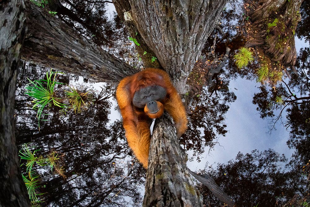 'Мир идет вниз головой' - лучшее фото природы по версии World Nature Photography Award - 510137 'Мир идет вниз головой' - лучшее фото природы по версии World Nature Photography Award - фото 510137