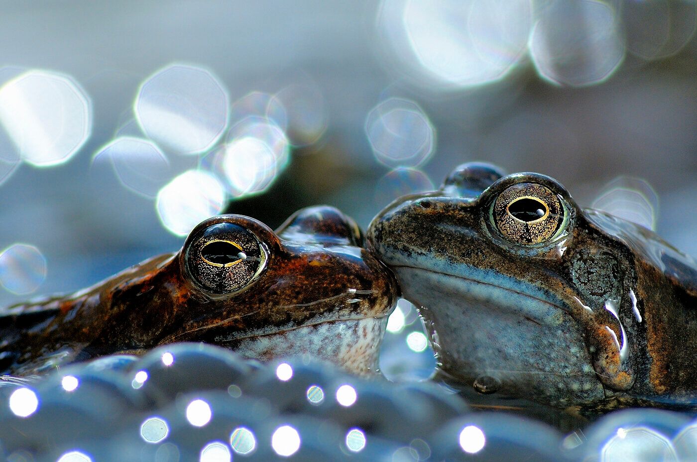 'Мир идет вниз головой' - лучшее фото природы по версии World Nature Photography Award - 510138 'Мир идет вниз головой' - лучшее фото природы по версии World Nature Photography Award - фото 510138