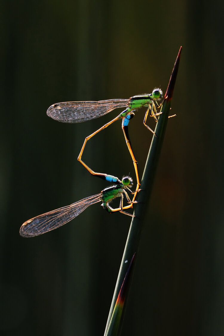 'Мир идет вниз головой' - лучшее фото природы по версии World Nature Photography Award - 510139 'Мир идет вниз головой' - лучшее фото природы по версии World Nature Photography Award - фото 510139
