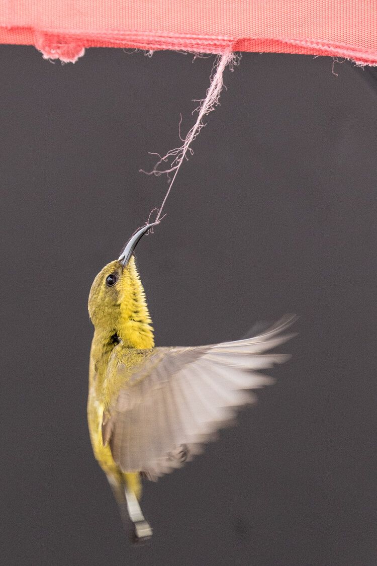 'Мир идет вниз головой' - лучшее фото природы по версии World Nature Photography Award - 510140 'Мир идет вниз головой' - лучшее фото природы по версии World Nature Photography Award - фото 510140