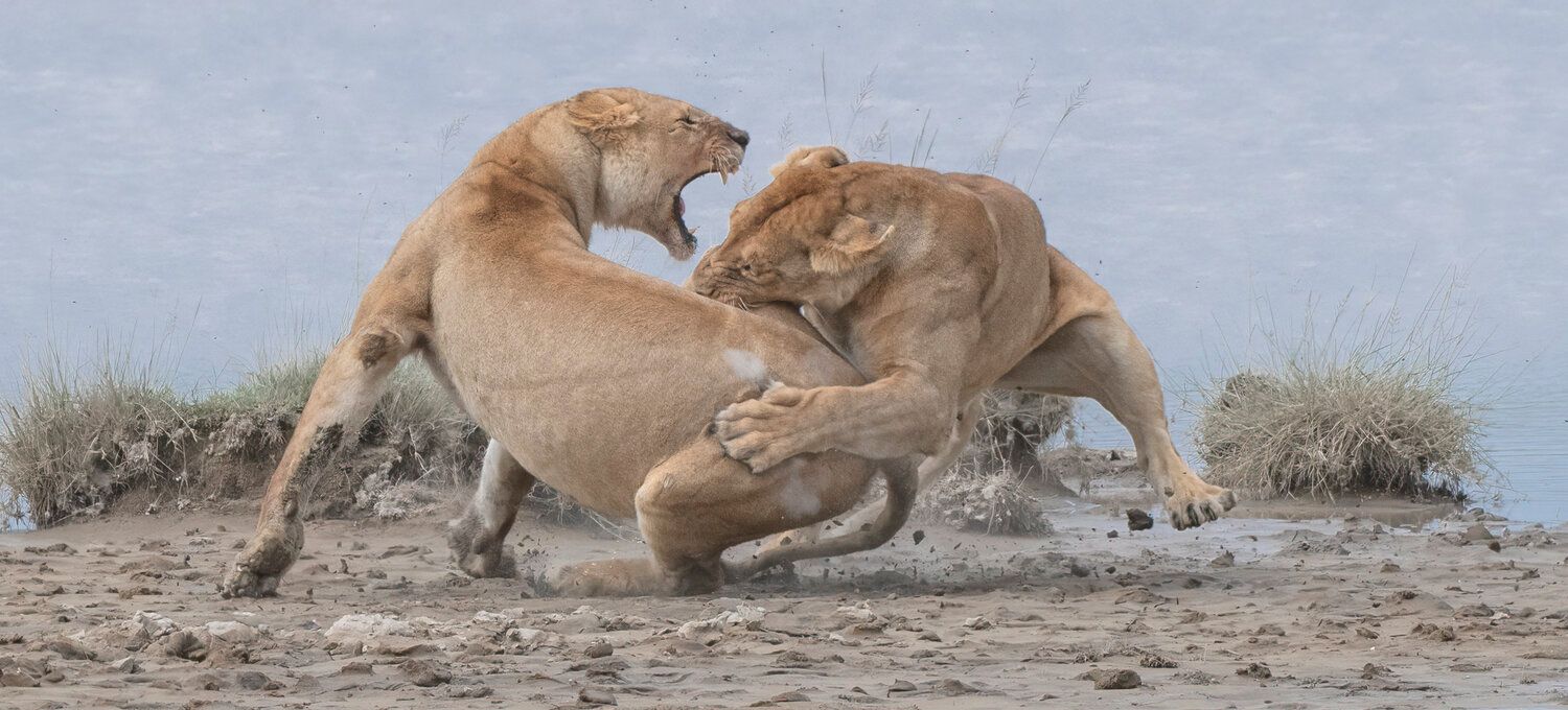 'Мир идет вниз головой' - лучшее фото природы по версии World Nature Photography Award - 510141 'Мир идет вниз головой' - лучшее фото природы по версии World Nature Photography Award - фото 510141