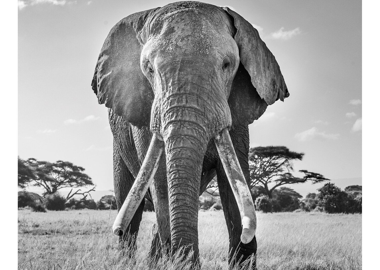 'Мир идет вниз головой' - лучшее фото природы по версии World Nature Photography Award - 510147 'Мир идет вниз головой' - лучшее фото природы по версии World Nature Photography Award - фото 510147