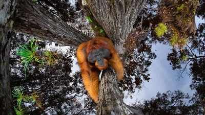 "Мир идет вниз головой" - лучшее фото природы по версии World Nature Photography Award