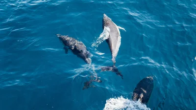 В каналах Венеции появились дельфины, и это не фейк