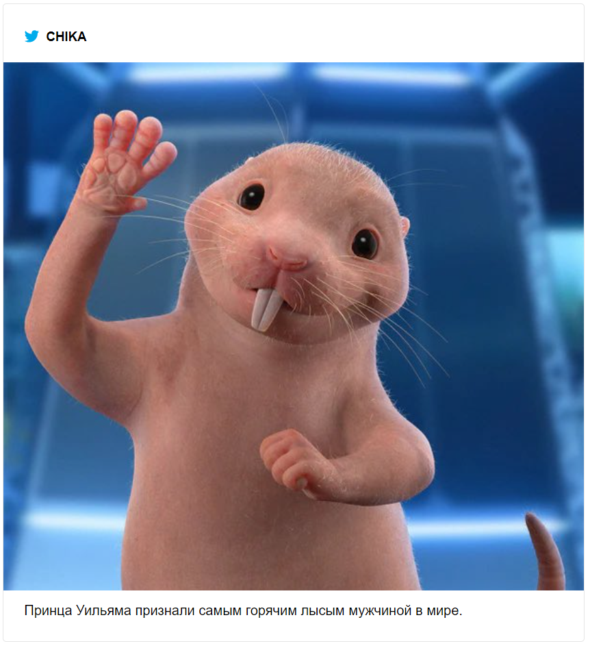 Принца Вільяма визнали найсексуальнішим лисим чоловіком, і юзери відреагували мемами - 510524 Принца Вільяма визнали найсексуальнішим лисим чоловіком, і юзери відреагували мемами - фото 510524