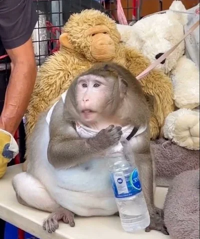 В сети хохочут с полноватой обезьяны, которую принудительно посадили на диету - фото 510654