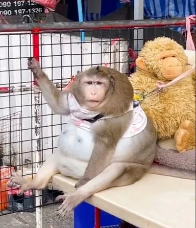 В сети хохочут с полноватой обезьяны, которую принудительно посадили на диету - фото 510655