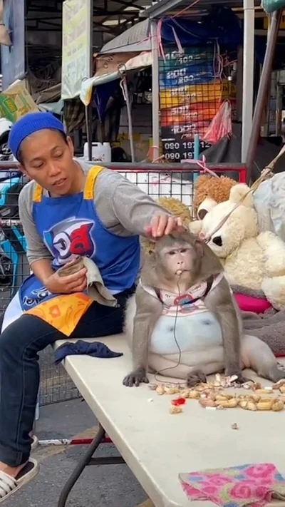 В мережі регочуть з повненької мавпи, яку примусово посадили на дієту - фото 510656